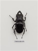 藏品(鬼艷鍬形蟲)的圖片